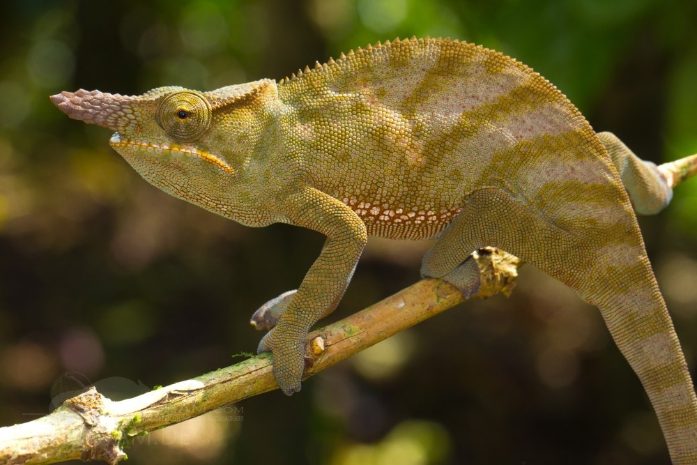 Bifidus Chameleon - Image 3