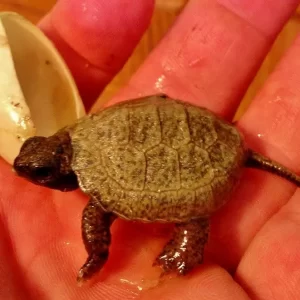 Baby North American Wood Turtle