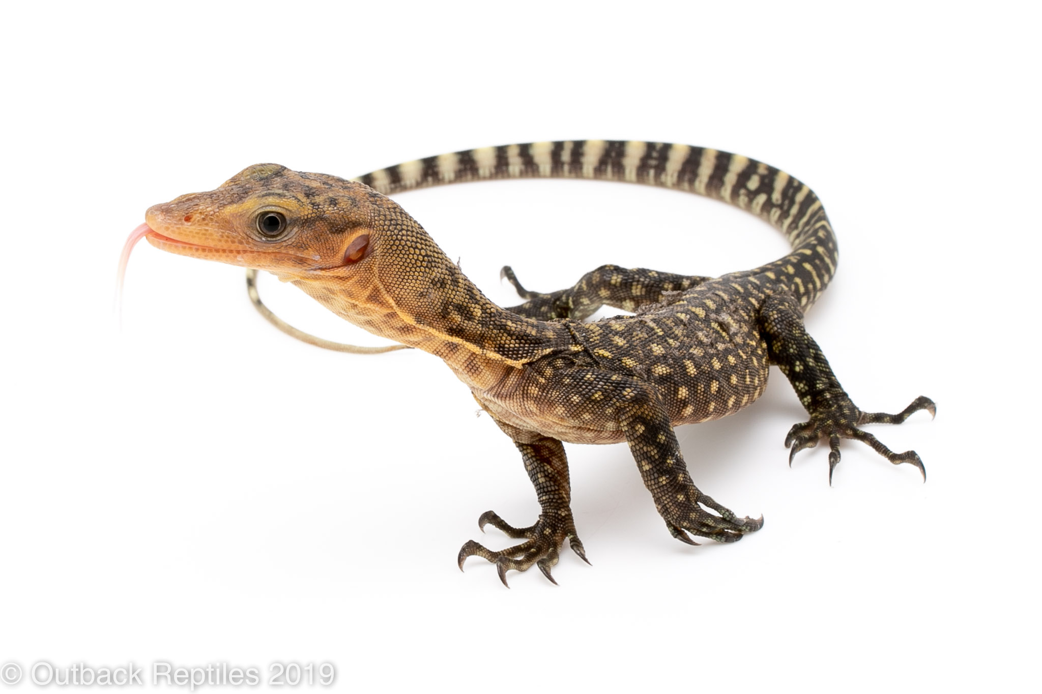 Baby Yellow Quince Monitor - Image 3