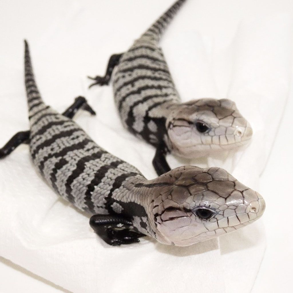 Adult Axanthic Halmahera Blue Tongue Skink - Image 3