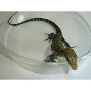 Baby Yellow Quince Monitor