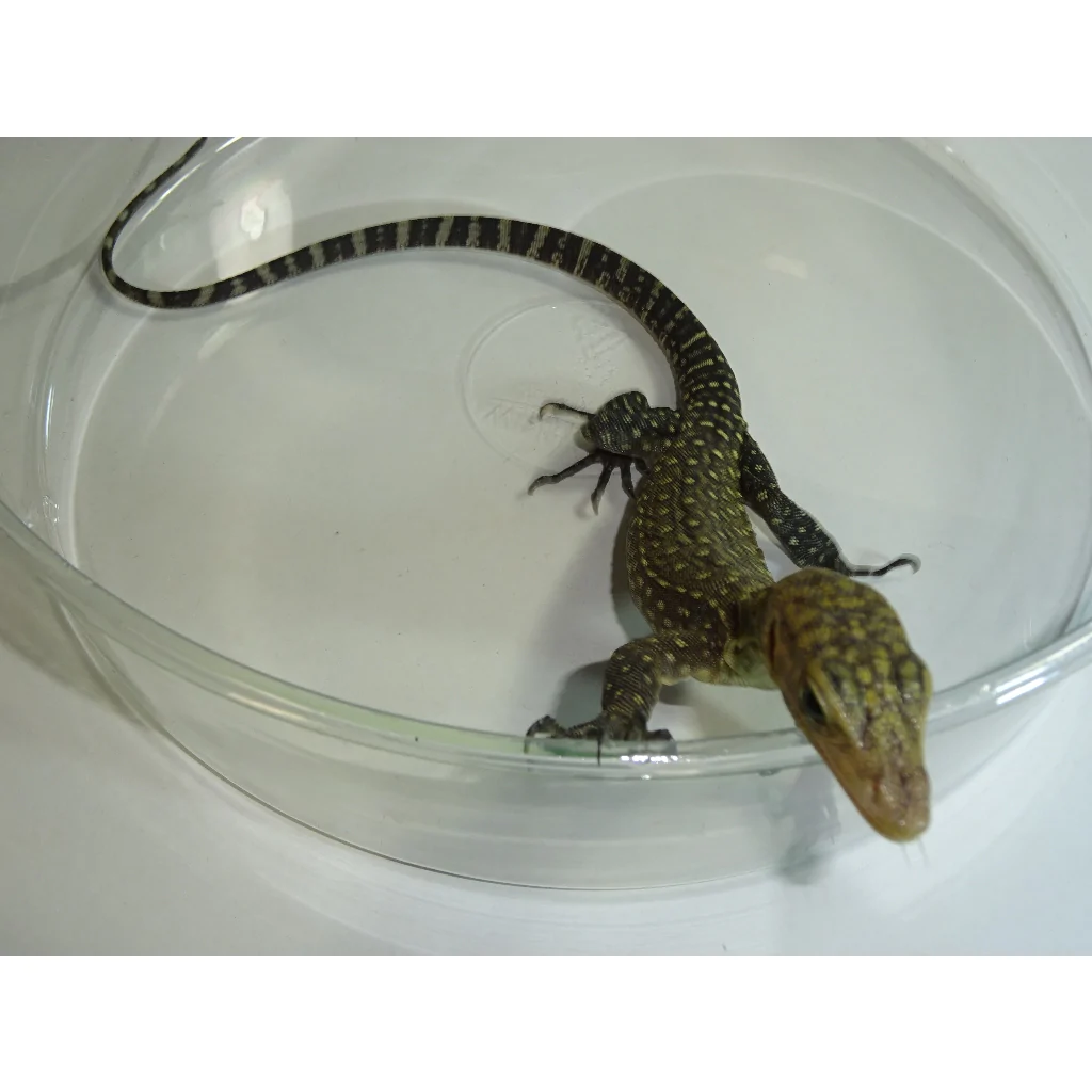 Baby Yellow Quince Monitor