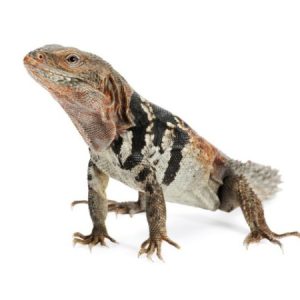 Baby Yucatan Spiny Tail Iguana (Ctenosaura Defensor)