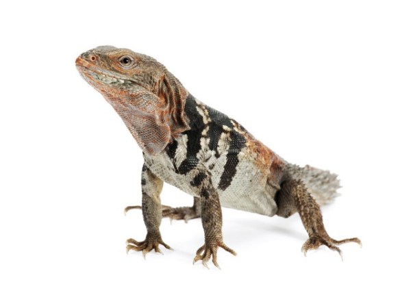 Baby Yucatan Spiny Tail Iguana (Ctenosaura Defensor)