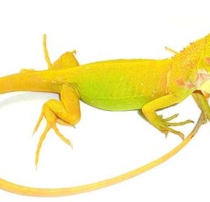 buy Baby Albino Iguana