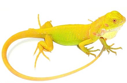buy Baby Albino Iguana