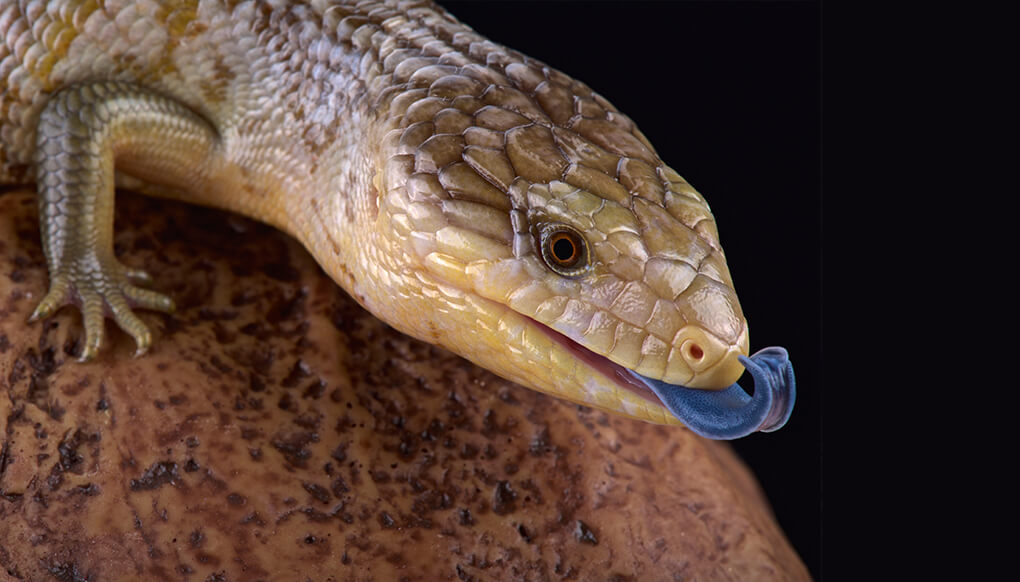 Baby Northern Blue Tongue Skink - Image 2