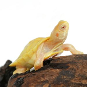 Baby Snow Albino Red Ear Slider Turtle