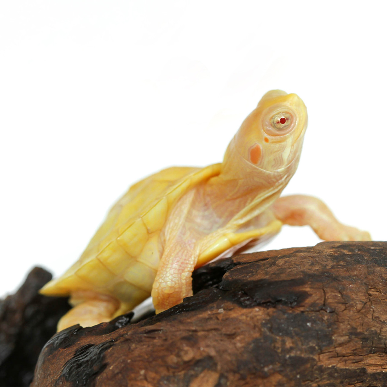 Baby Snow Albino Red Ear Slider Turtle