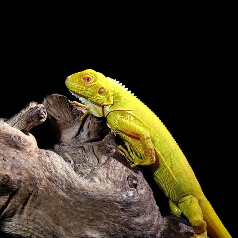 Baby Albino Iguana - Image 2