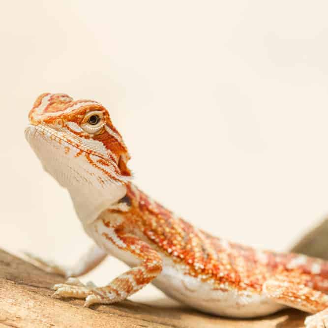 Baby Mocha Stripe Bearded Dragon