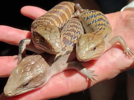 Baby Northern Blue Tongue Skink