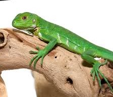 Baby Lesser Antillean Iguana - Image 3