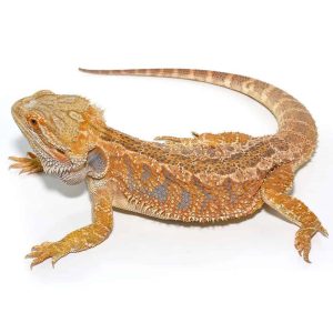Adult Female Hypo Inferno Blue Bar Bearded Dragon