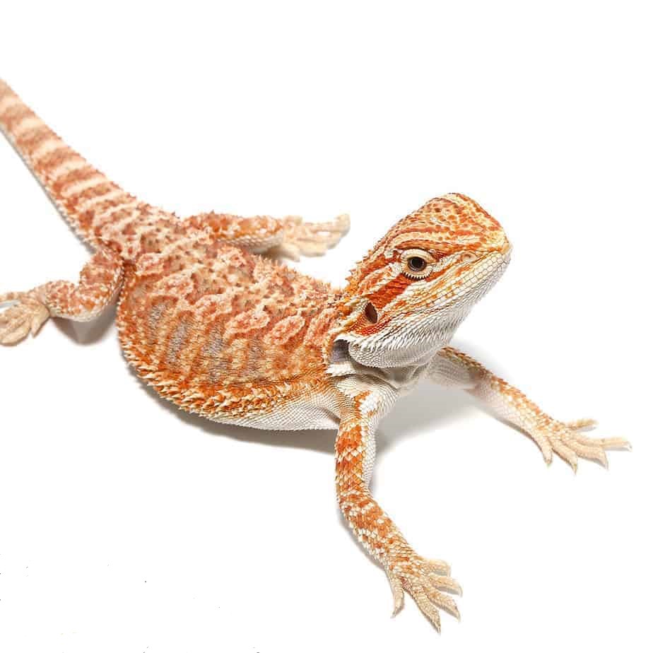 Baby Hypo Tricolor Bearded Dragon