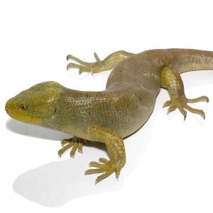 Hypo Monkey Tail Skink