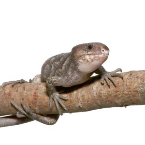 Baby Anery Monkey Tail Skink