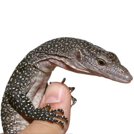 Silver Phase Solomon Island Mangrove Monitor