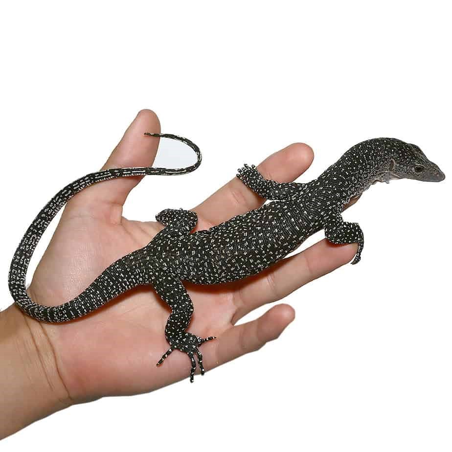 Silver Phase Solomon Island Mangrove Monitor - Image 3