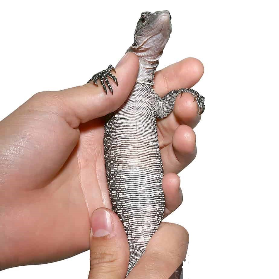 Silver Phase Solomon Island Mangrove Monitor - Image 4