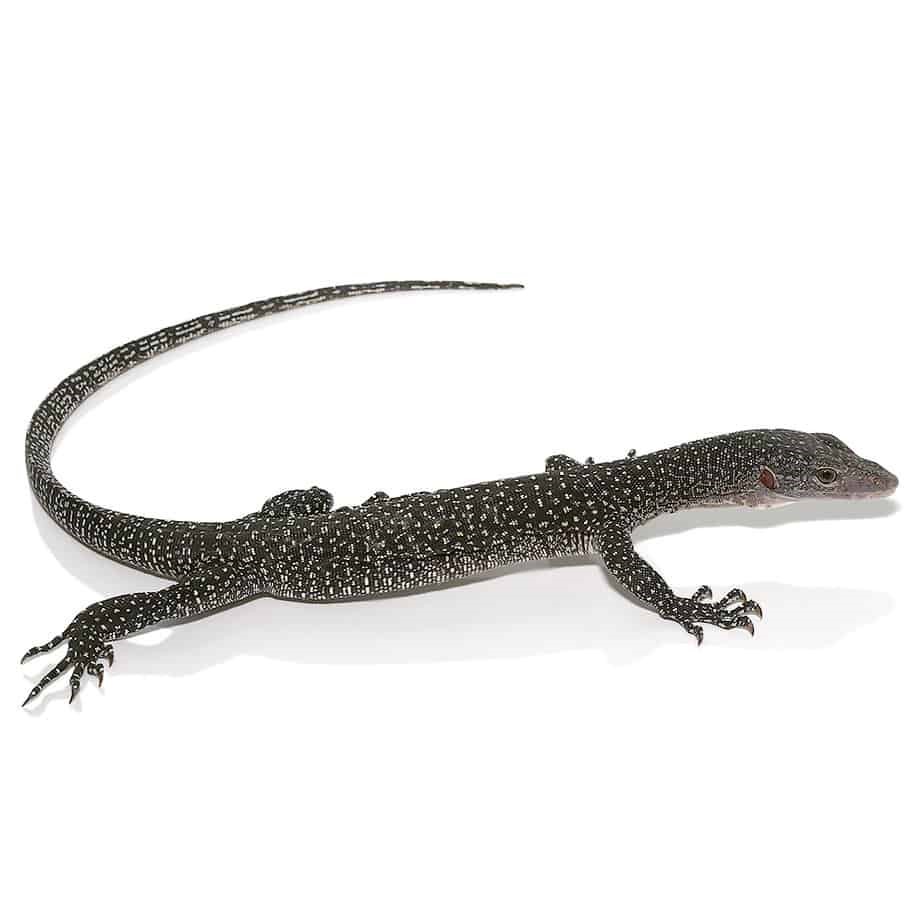 Silver Phase Solomon Island Mangrove Monitor - Image 5