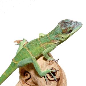 Smallwood’s Anole