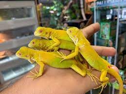 Baby Albino Iguana - Image 3