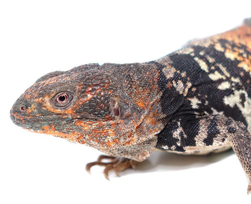 Baby Yucatan Spiny Tail Iguana (Ctenosaura Defensor) - Image 4