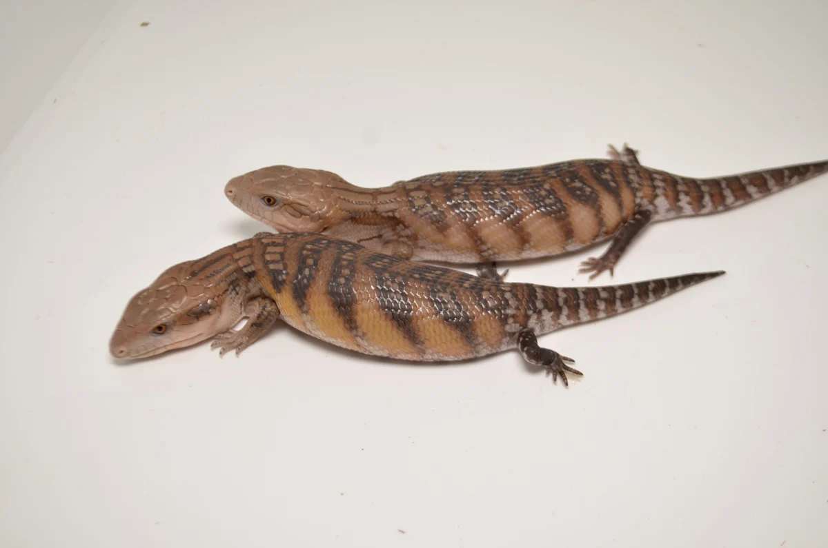 Baby Northern Blue Tongue Skink - Image 4