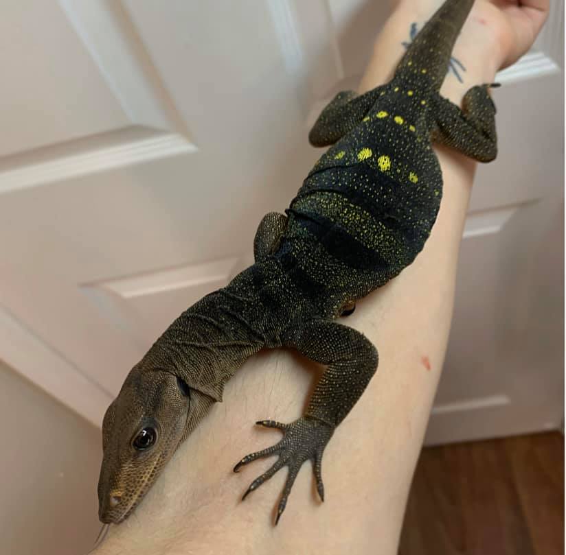 Spiny Neck Monitor - Image 3