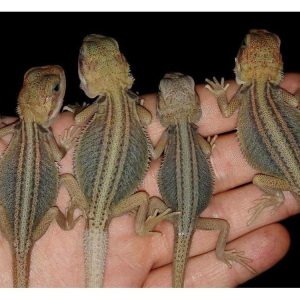 Baby Striped Bearded Dragon