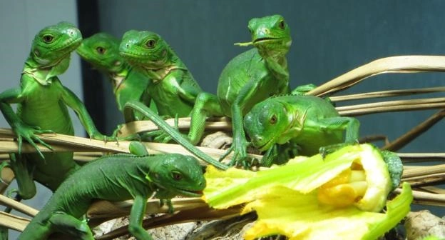 Baby Lesser Antillean Iguana - Image 2