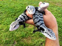 Adult Axanthic Halmahera Blue Tongue Skink - Image 2