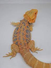 Adult Citrus Blue Bar Bearded Dragon - Image 2