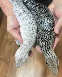 Baby Anery Monkey Tail Skink - Image 2