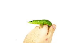 C.B. Baby Emerald Tree Skink - Image 4