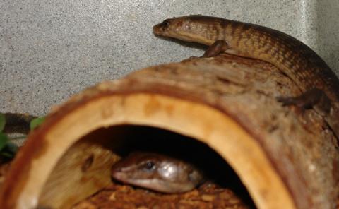 SOLOMON ISLAND GROUND SKINKS - Image 2