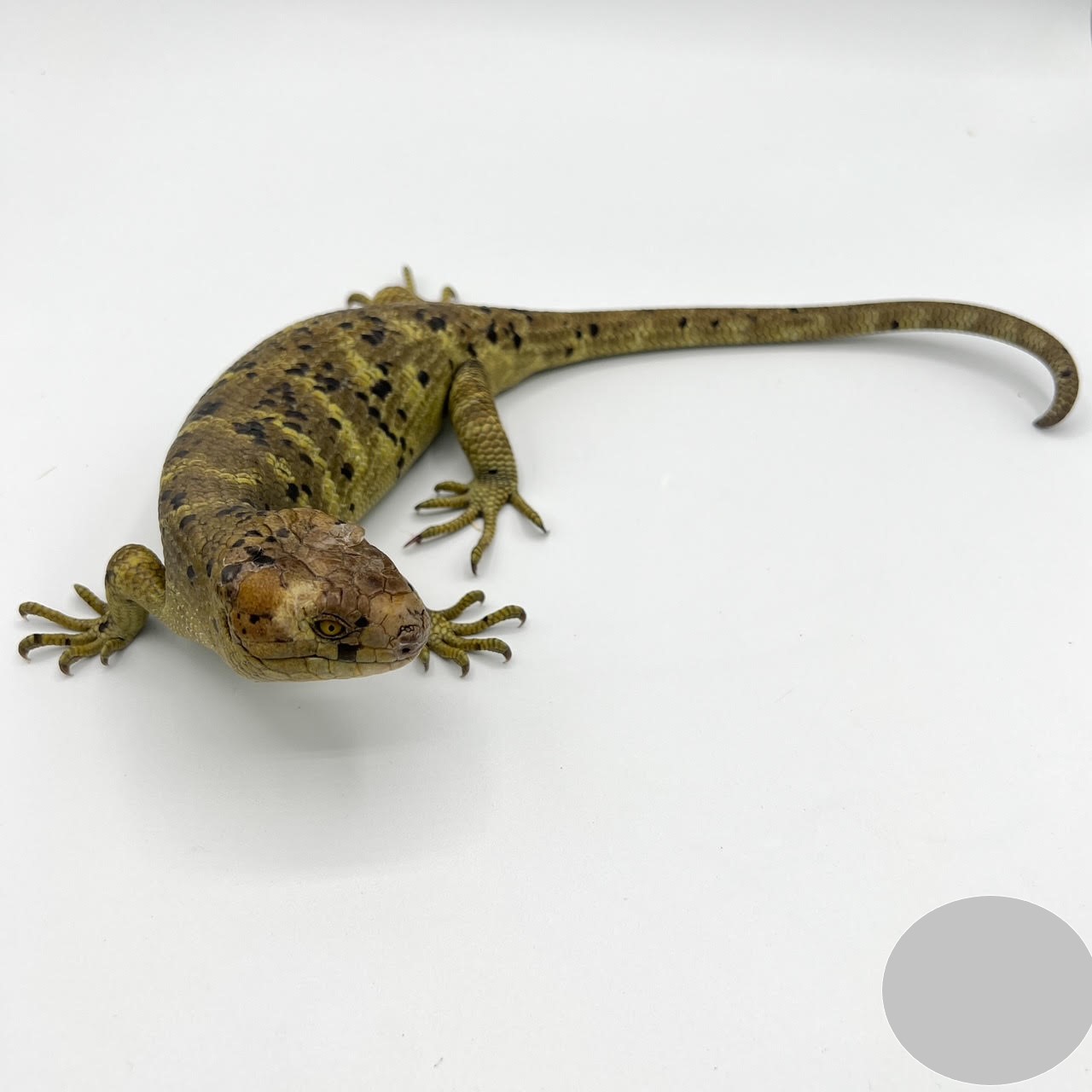 Baby Anery Monkey Tail Skink - Image 4