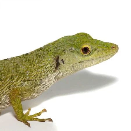 Baby Monkey Anole - Image 3