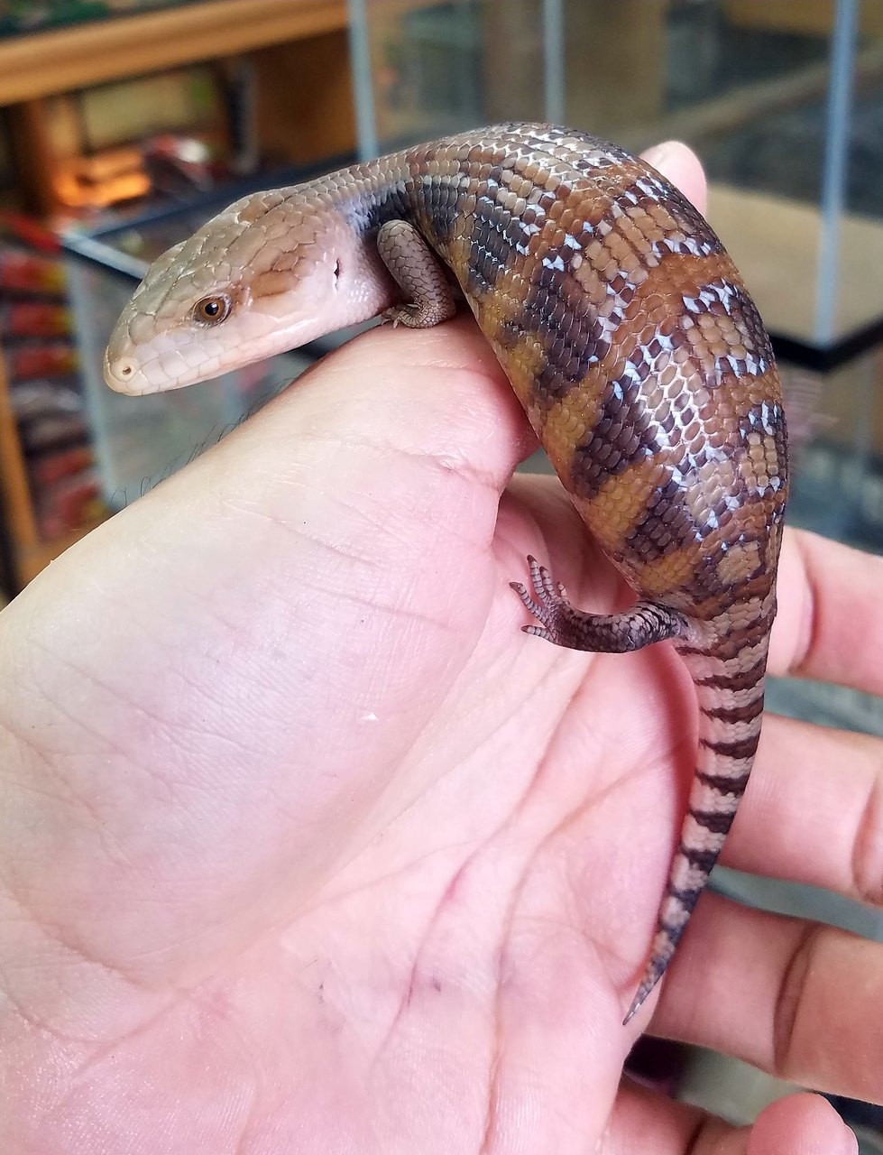 Baby Northern Blue Tongue Skink - Image 5