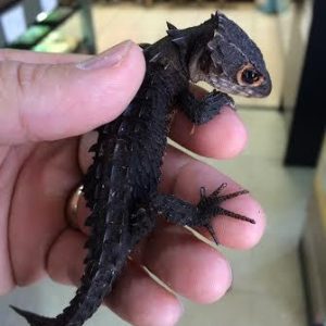 red eyed crocodile skink for sale