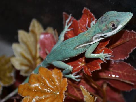 Smallwood’s Anole - Image 3