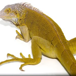 Yearling Hypo Iguana #4