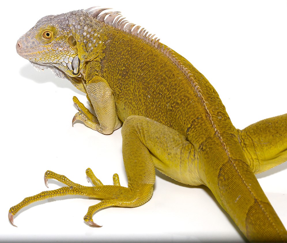 Yearling Hypo Iguana #4