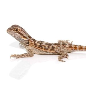 6-8 Inch Blue Bar Bearded Dragon