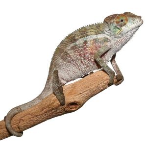 Juvenile Panther Chameleon