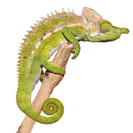 Antimena Chameleon - Image 2