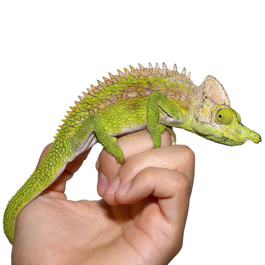 Antimena Chameleon - Image 3