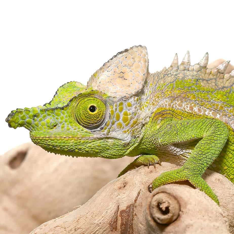 Antimena Chameleon - Image 4