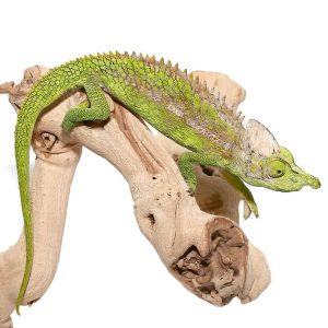 Antimena Chameleon